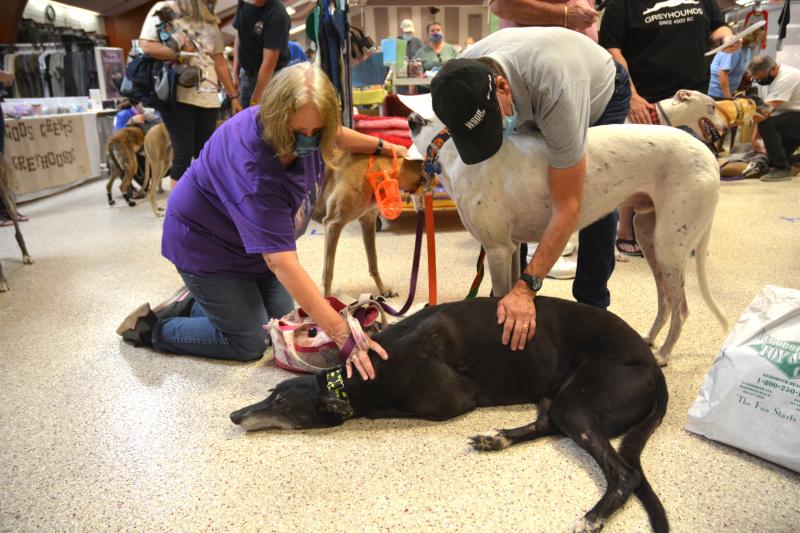 Greyhounds Reach the Beach a success in Rehoboth Cape Gazette
